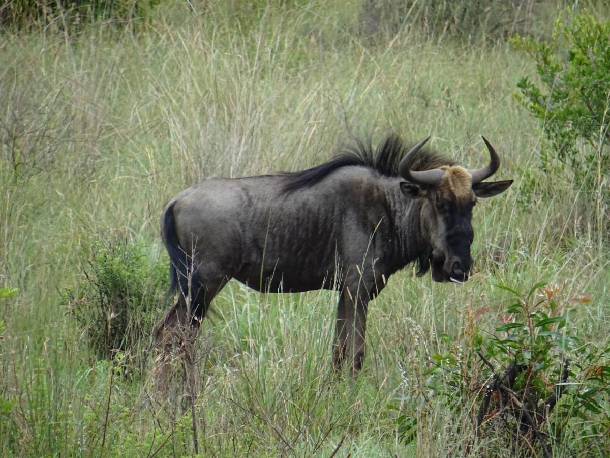 Schrikkloof Private Nature Reserve, Home Of The Lions Foundation Bela-Bela Exterior photo