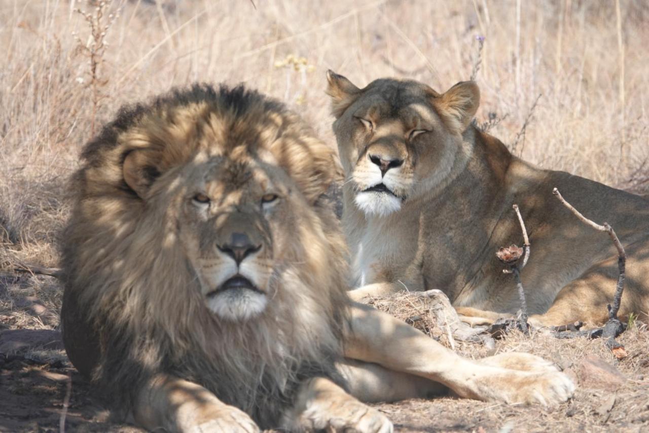 Schrikkloof Private Nature Reserve, Home Of The Lions Foundation Bela-Bela Exterior photo