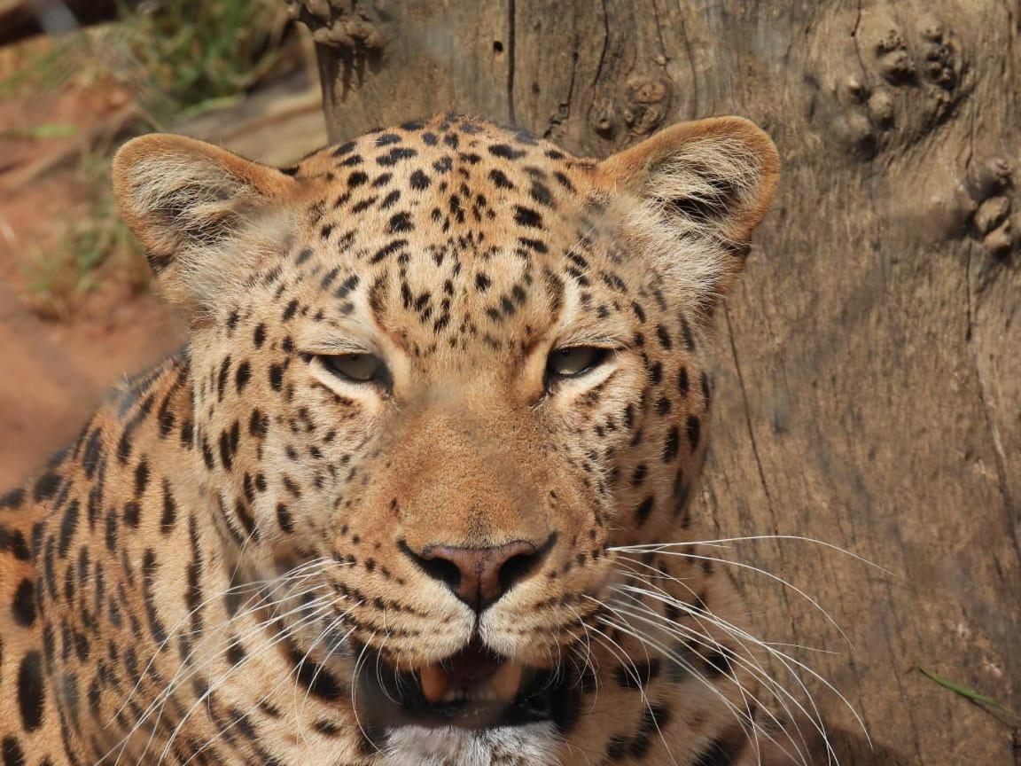 Schrikkloof Private Nature Reserve, Home Of The Lions Foundation Bela-Bela Exterior photo