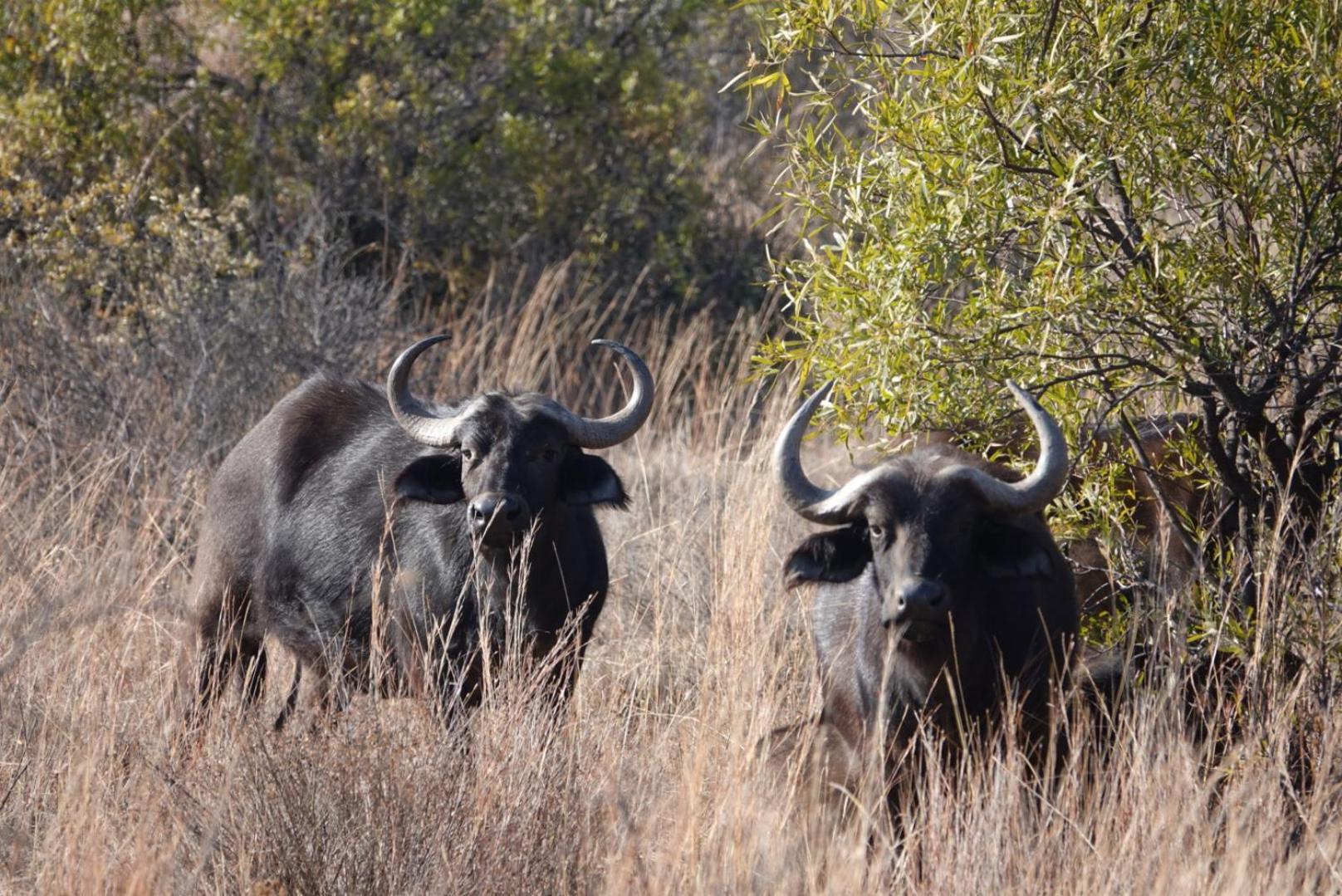 Schrikkloof Private Nature Reserve, Home Of The Lions Foundation Bela-Bela Exterior photo