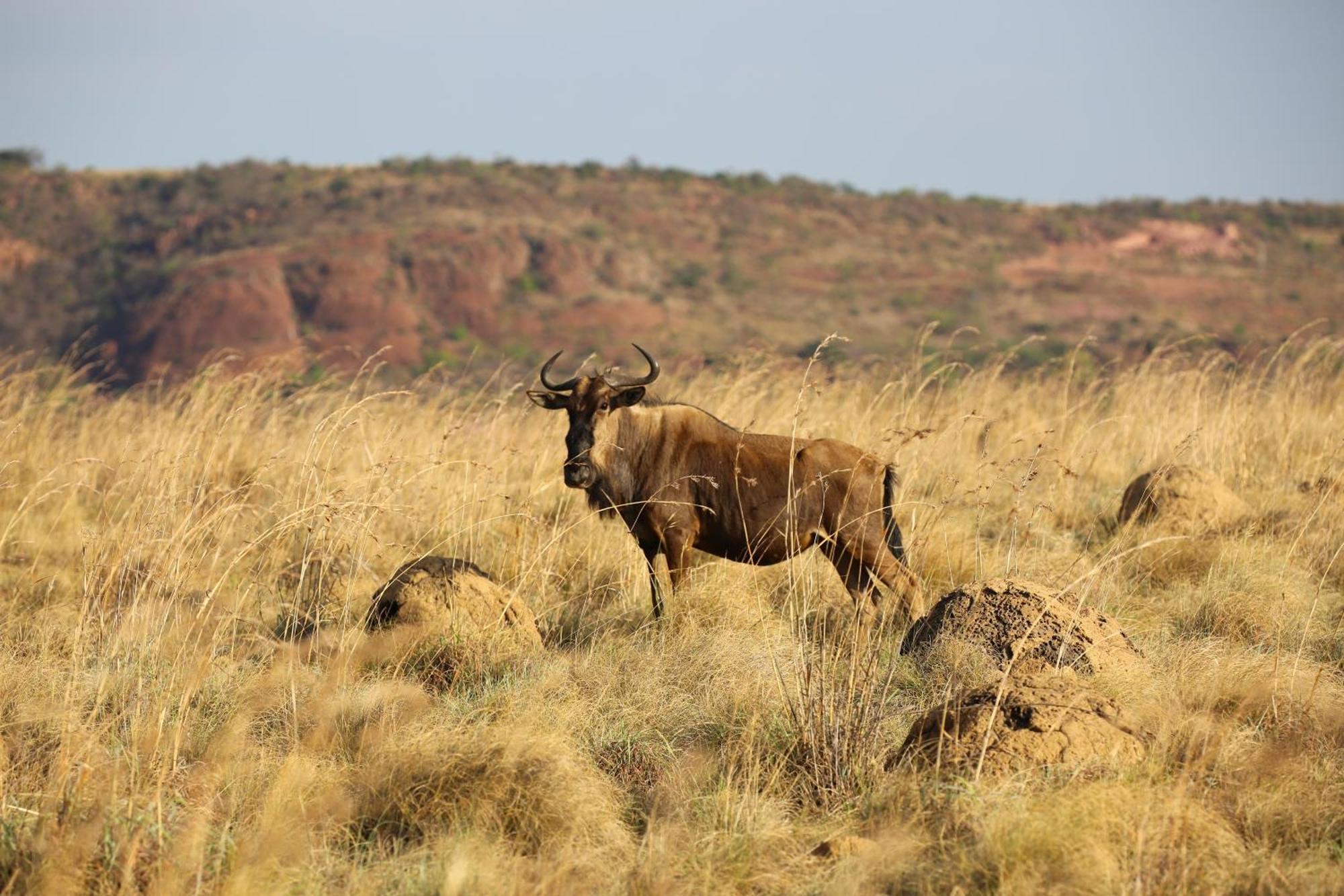 Schrikkloof Private Nature Reserve, Home Of The Lions Foundation Bela-Bela Exterior photo