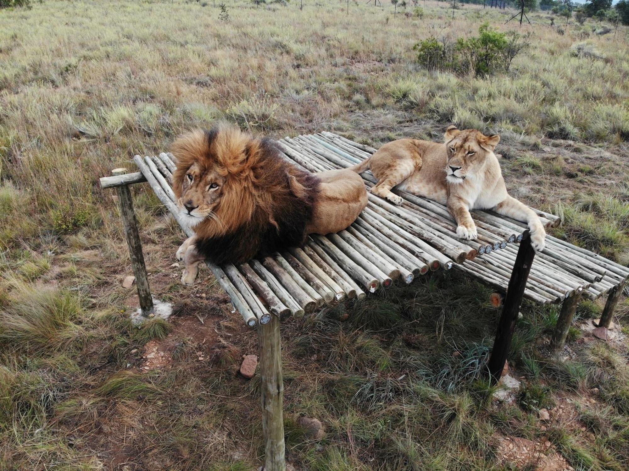 Schrikkloof Private Nature Reserve, Home Of The Lions Foundation Bela-Bela Exterior photo