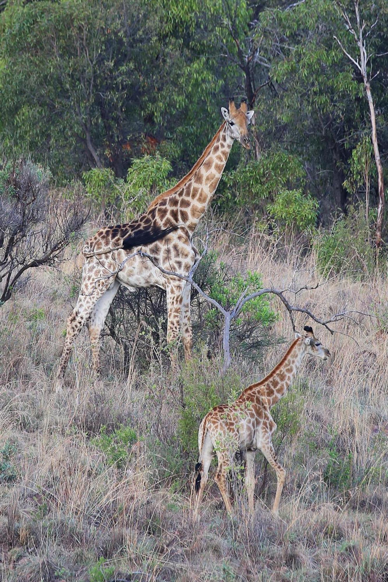 Schrikkloof Private Nature Reserve, Home Of The Lions Foundation Bela-Bela Exterior photo