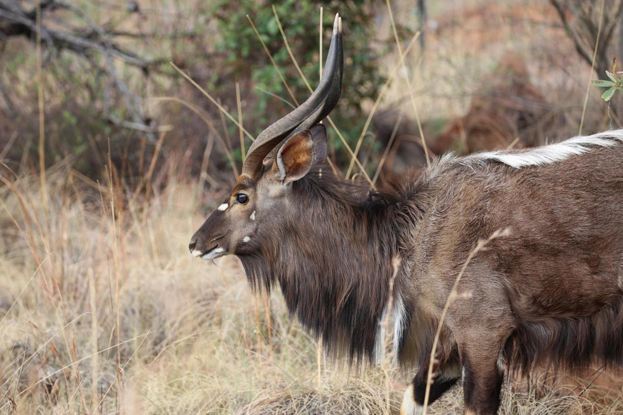 Schrikkloof Private Nature Reserve, Home Of The Lions Foundation Bela-Bela Exterior photo