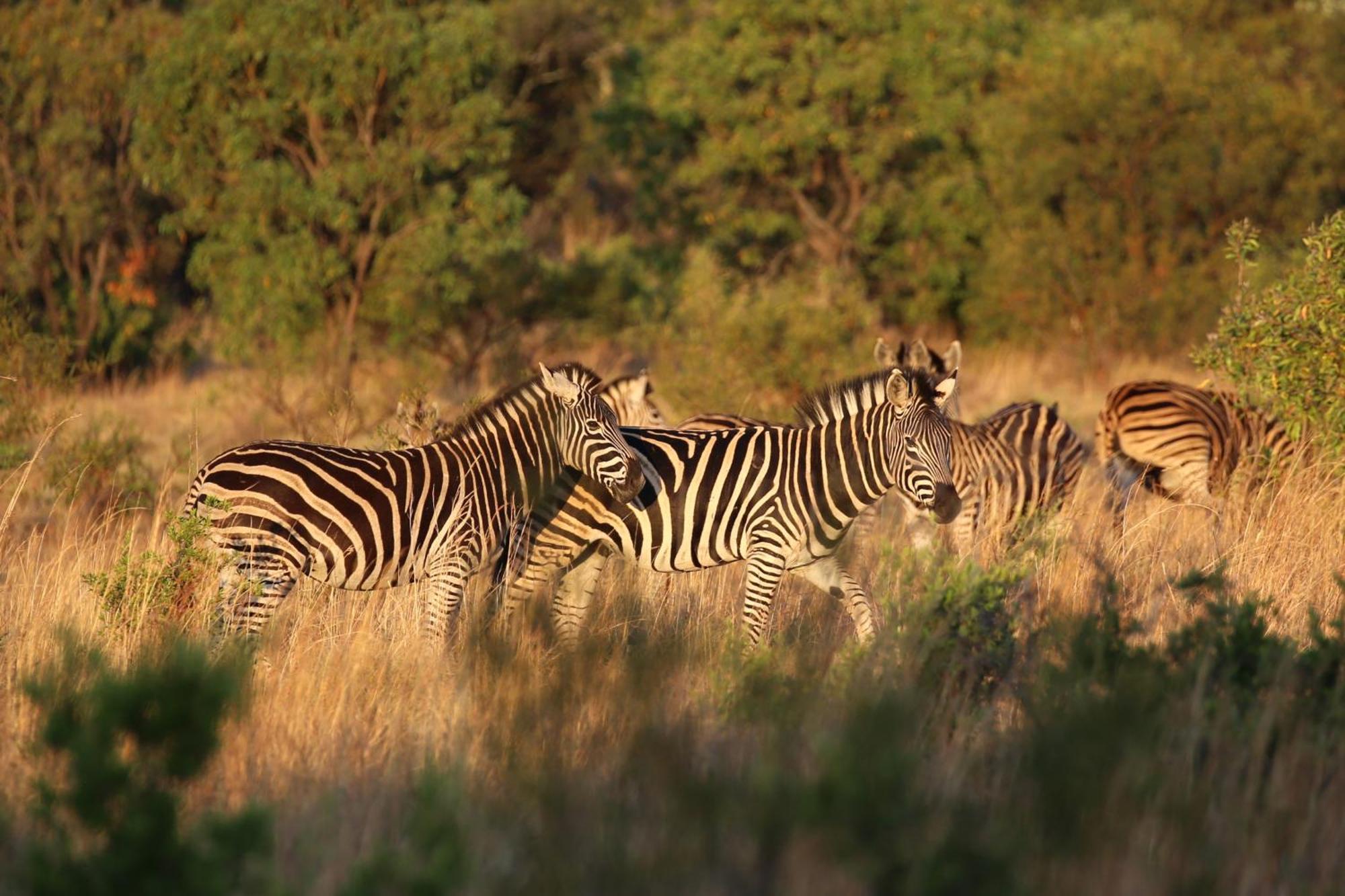 Schrikkloof Private Nature Reserve, Home Of The Lions Foundation Bela-Bela Exterior photo